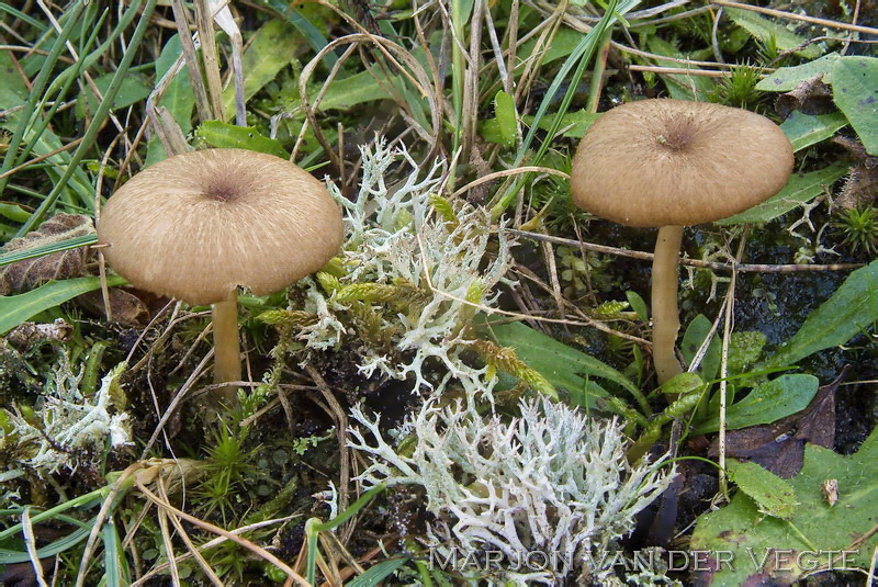 Okerkleurig staalsteeltje - Entoloma ochromicaceum